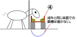 子牛の場合